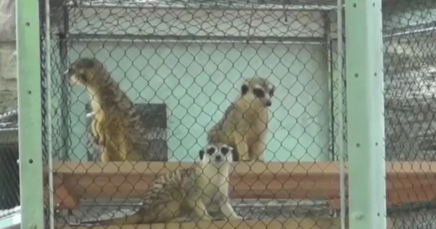 All 5 meerkats died at Philadelphia Zoo from unknown toxin, officials say